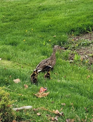 Yorkville police rescue ducklings from storm drain | Local News ...