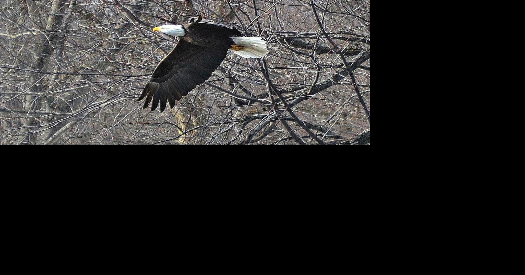 Celebration of Eagles along the Fox River set for January