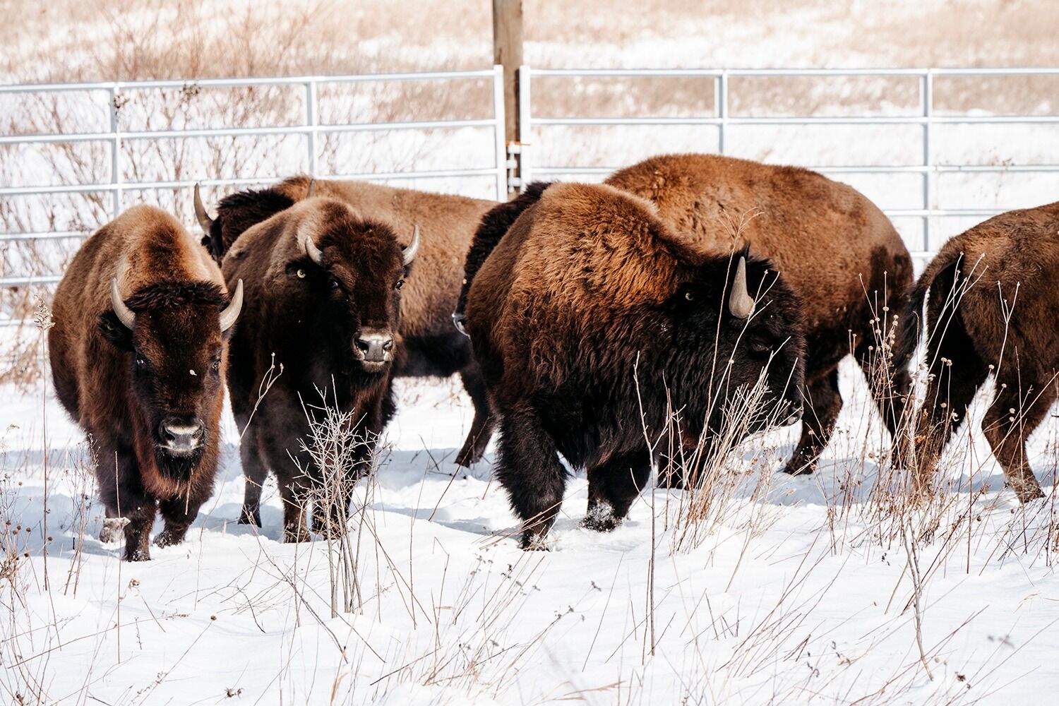 Bison once again roam Kane County prairie habitat | Local News