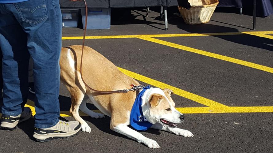 Sandwich Park District debuts new dog park Local News