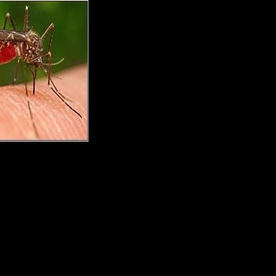 West Nile-positive mosquitoes found in Plano and Yorkville