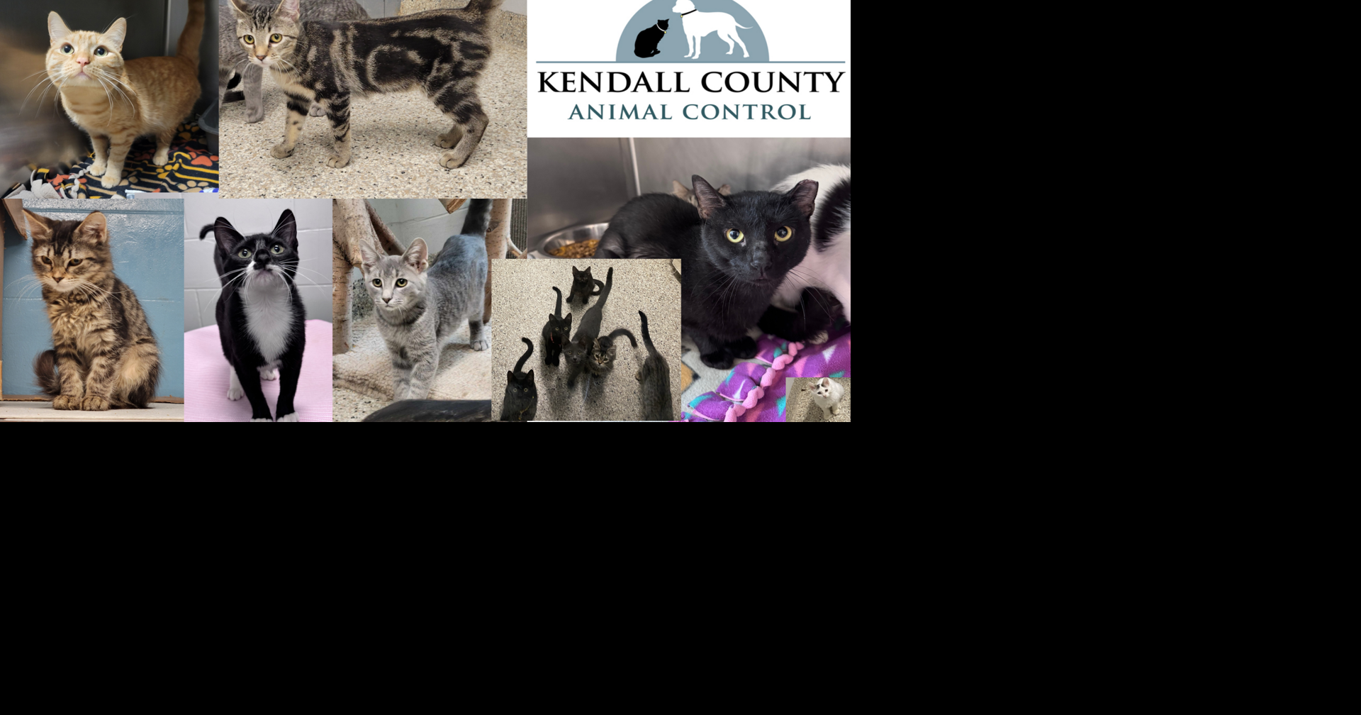 Too Many Paws, Not Enough Homes! Adopt a Kitten (or Barn Cat) Today ...