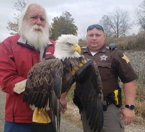 US report: Bald eagle populations soar in lower 48 states