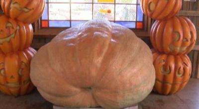 Record breaking pumpkin grown and on display in the Wabash Valley
