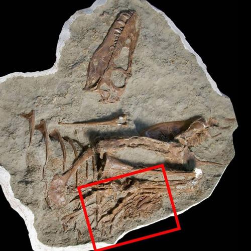 New T-Rex Found