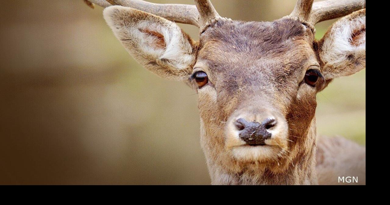 Indiana DNR confirms second case of chronic wasting disease in deer