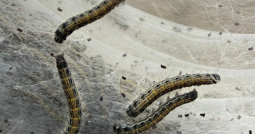 DNR warns of eastern tent caterpillar activity across Indiana