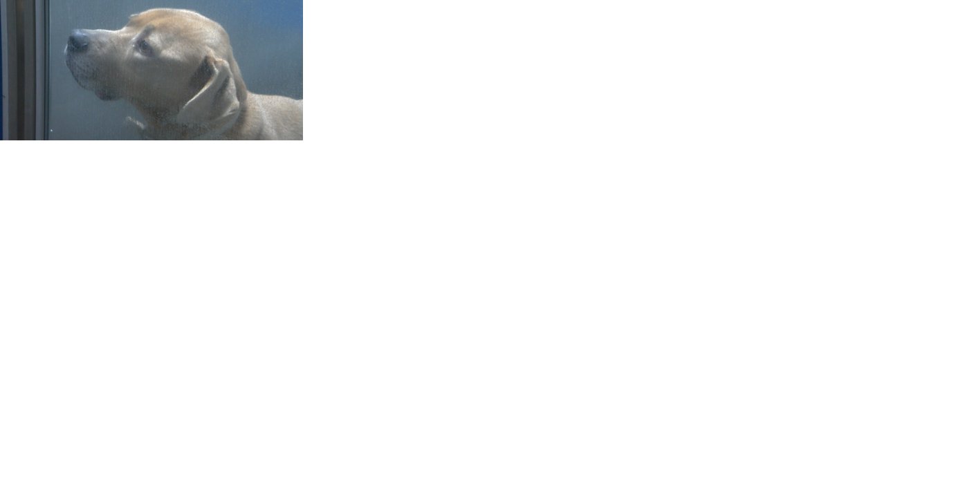 Terre Haute launches affordable dog spay/neuter program for residents