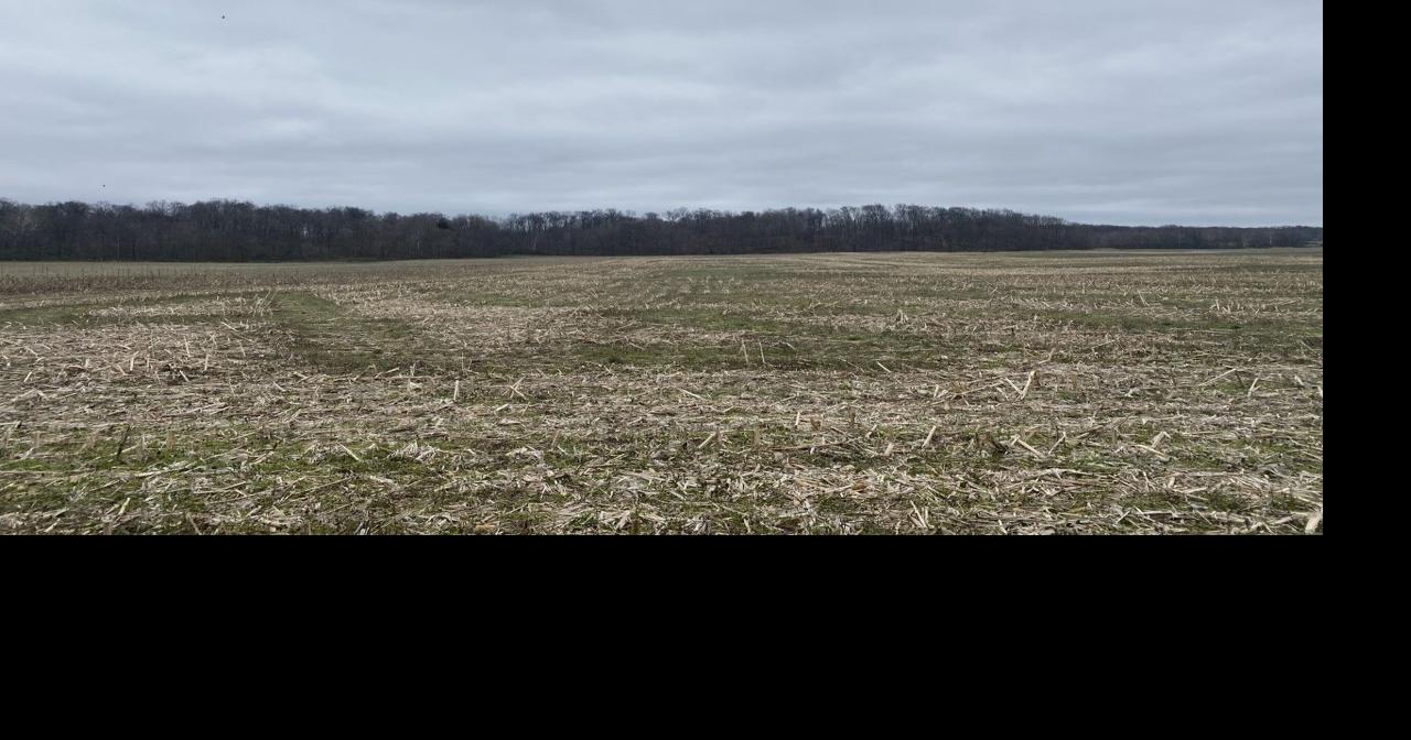 Farmers experiencing sunflower seed shortages News