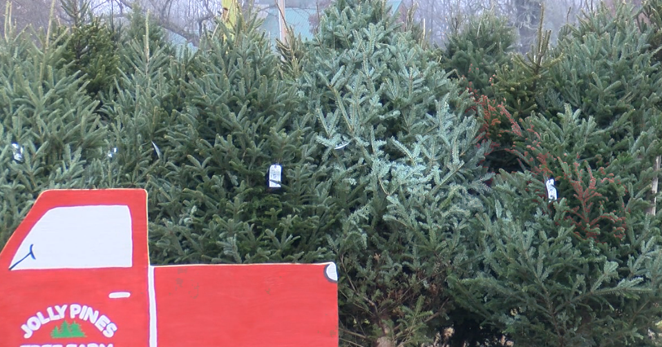 “We’re really trying to create a holiday atmosphere.” Jolly Pines Tree Farm opens for the holiday season