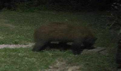 Black Bear Sighting Confirmed In Southern Indiana Archive Wthitv Com