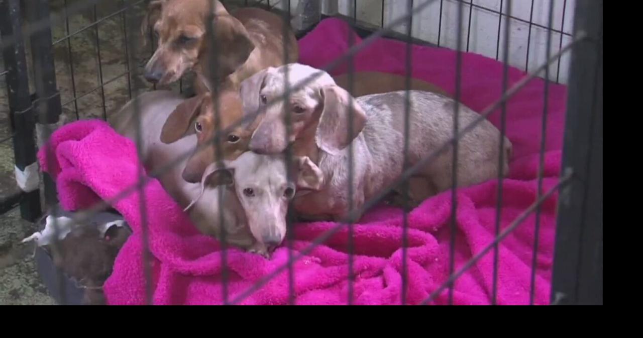 Indiana House Bill could end puppy mills if passed News