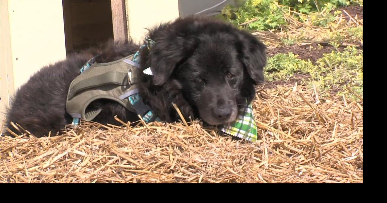 Parke-Vermillion Humane Society helps local celebrity dog - now they ...