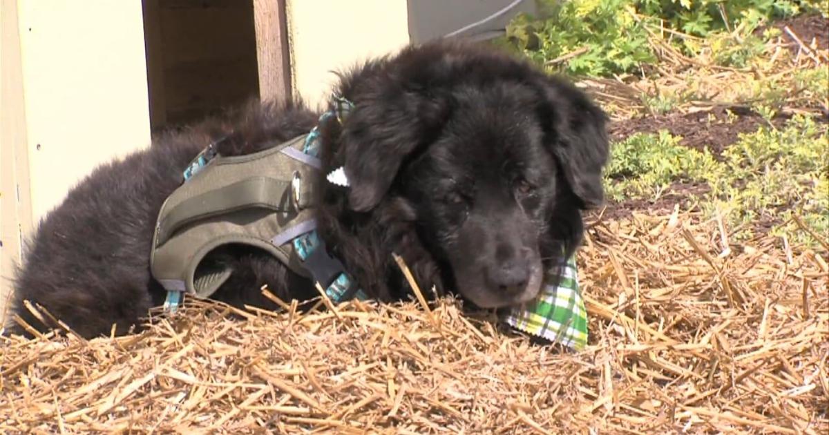 Parke-Vermillion Humane Society helps local celebrity dog - now they ...