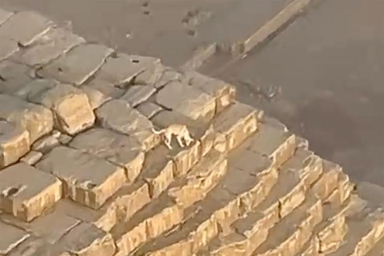 Dog spotted hanging out on top of ancient pyramid in Egypt News