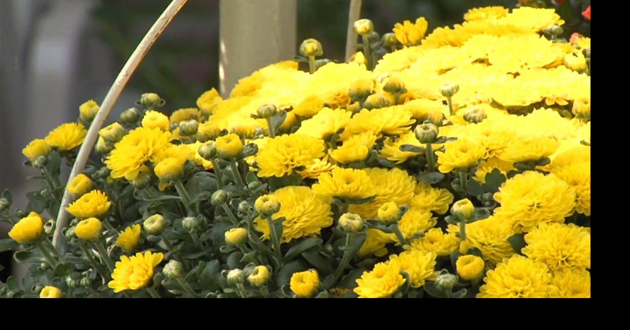 Annual mum sale set for this weekend News
