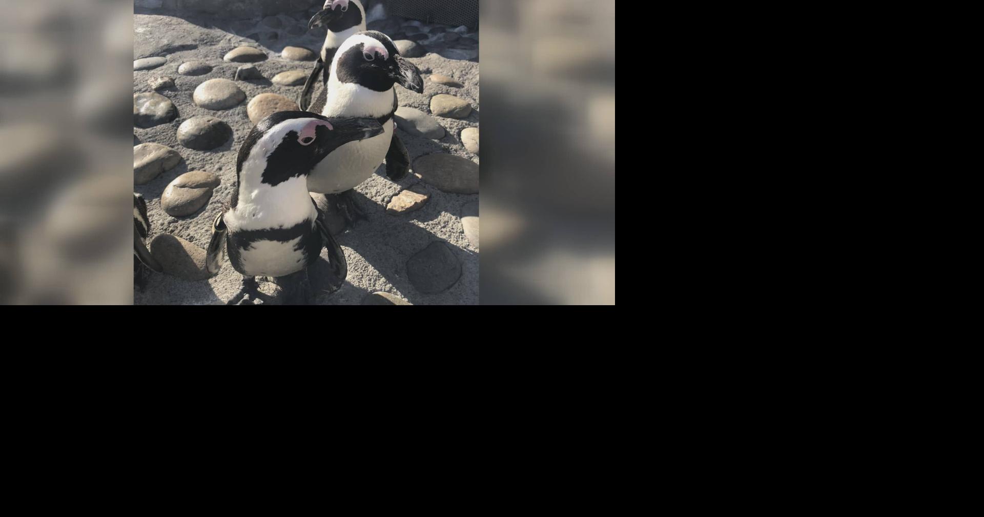 6 penguins die at Indiana zoo after avian malaria infections News