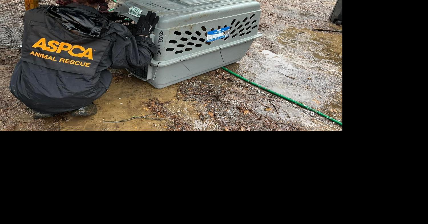 Oktibbeha County Humane Society asks for help in rescue of near 50 dogs | News