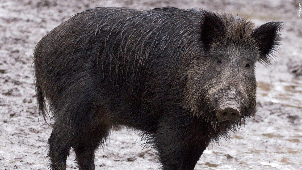 Wild hog carcasses dumped on Clay County road | News | wtva.com