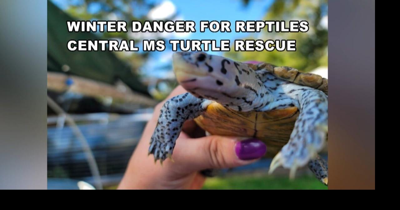 Interview: Central Mississippi Turtle Rescue reaching out help north Mississippi pet owners with their reptiles