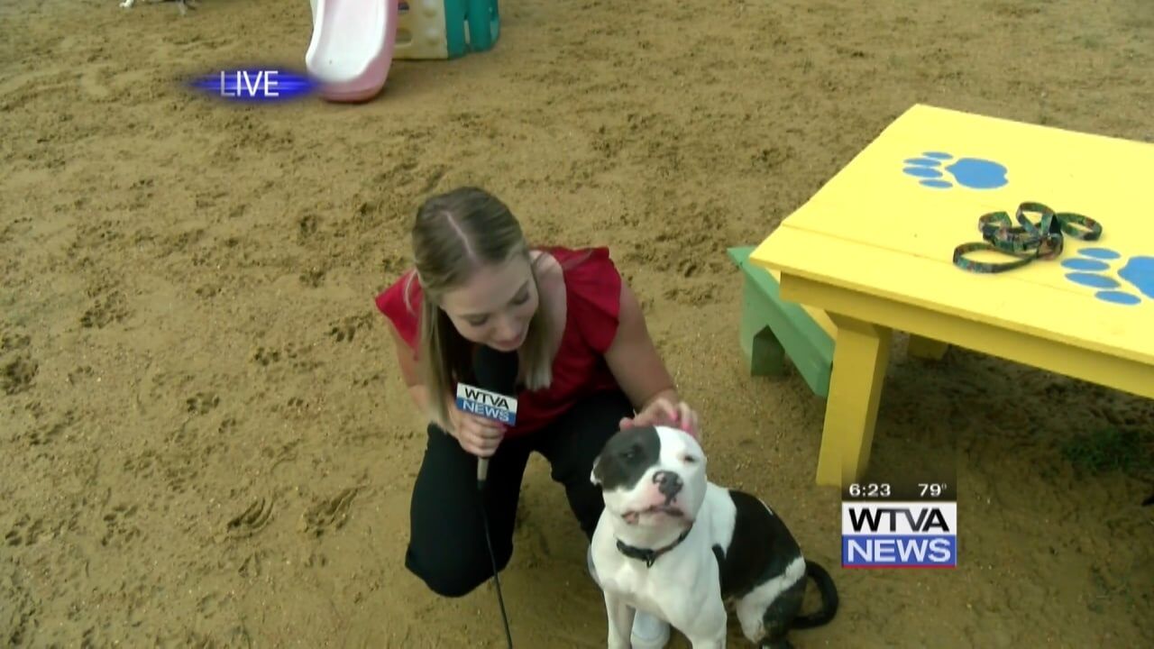 Starkville seeks to legally protect restaurants that allow dogs on patios -  The Dispatch