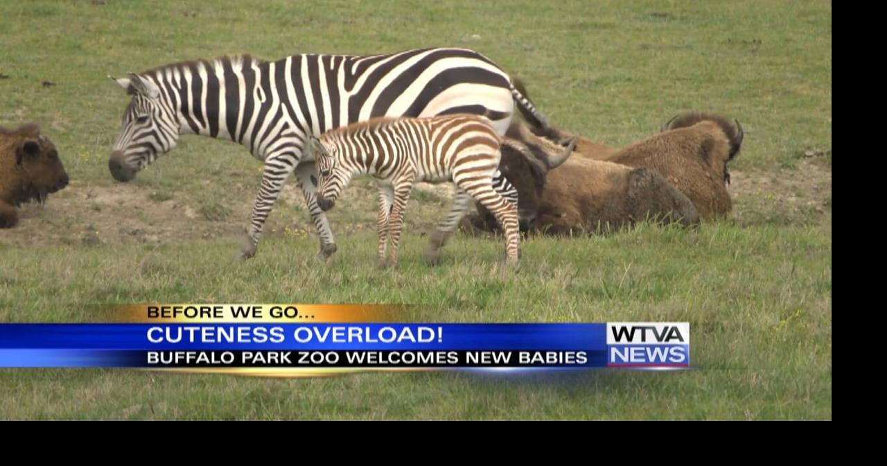 New baby animals at Tupelo Buffalo Park this spring