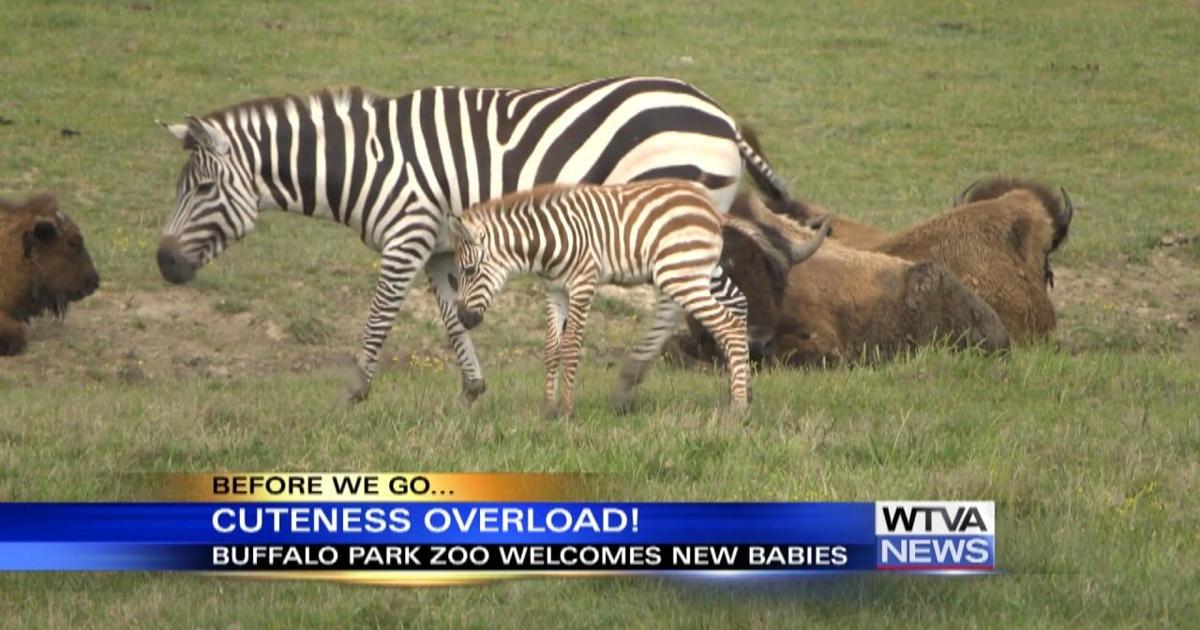 New baby animals at Tupelo Buffalo Park this spring