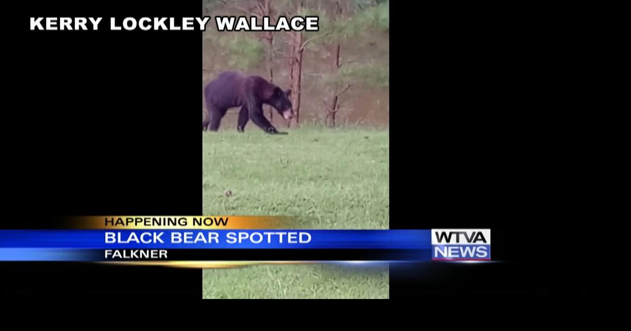 Don’t panic as wildlife officials track black bear’s movement across north Mississippi