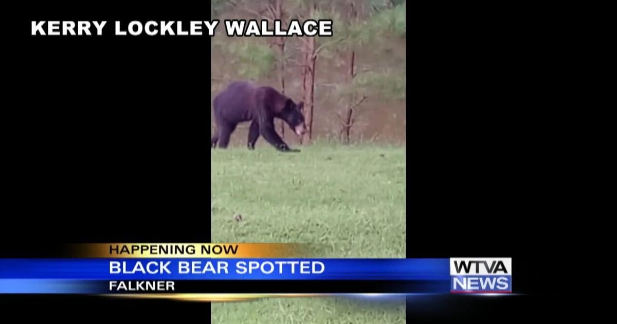 Don’t panic as wildlife officials track black bear’s movement across north Mississippi