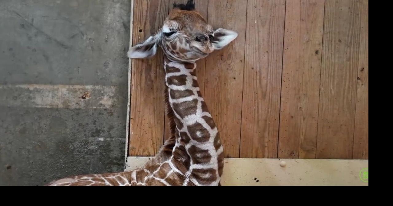 Memphis Zoo announces birth of giraffe