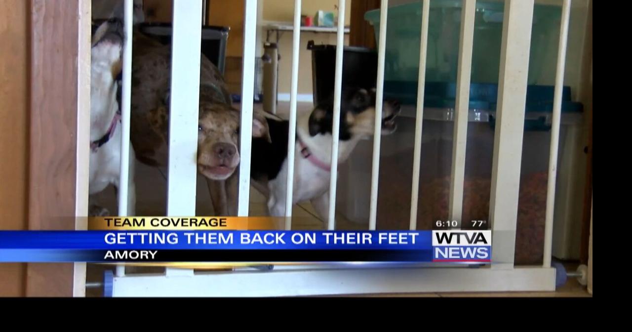 Amory Humane Society looking to get back on their feet News