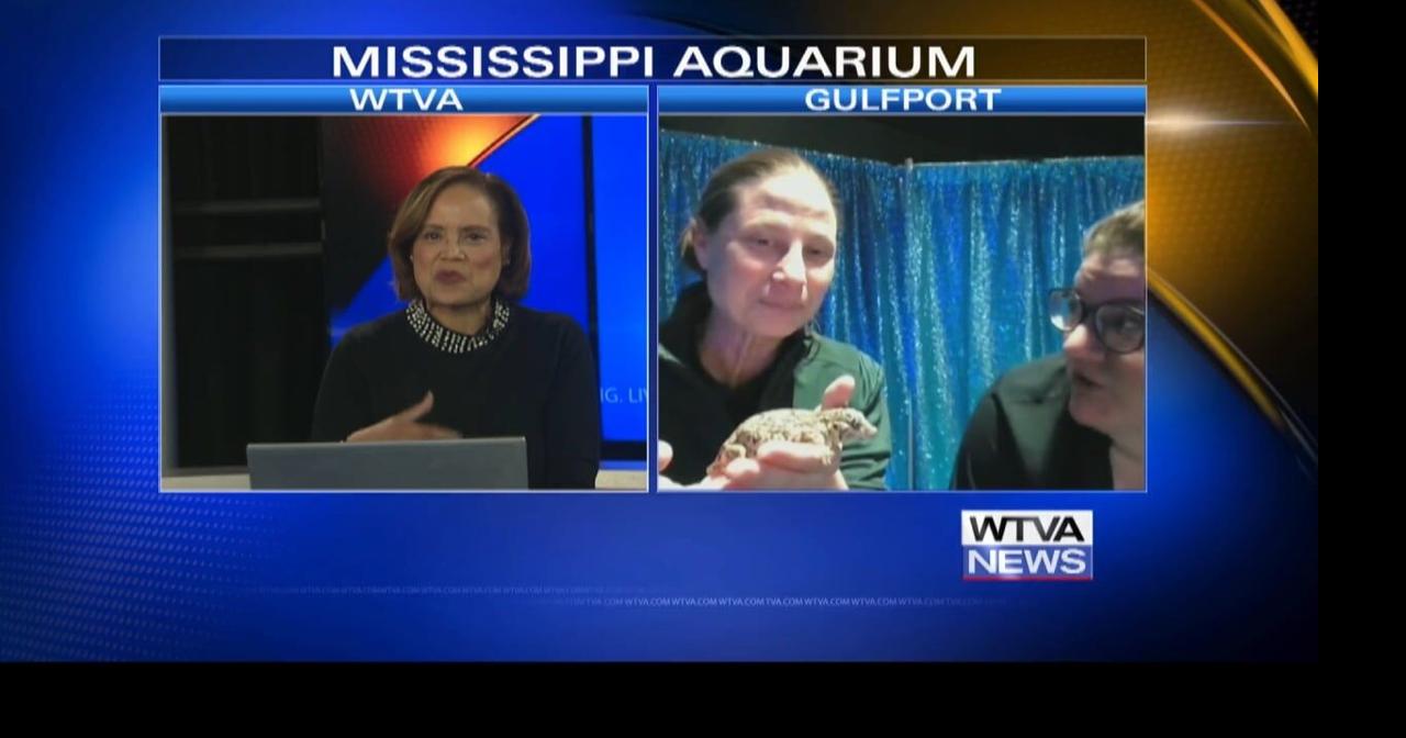 Interview: Mississippi Aquarium showcases unique gecko
