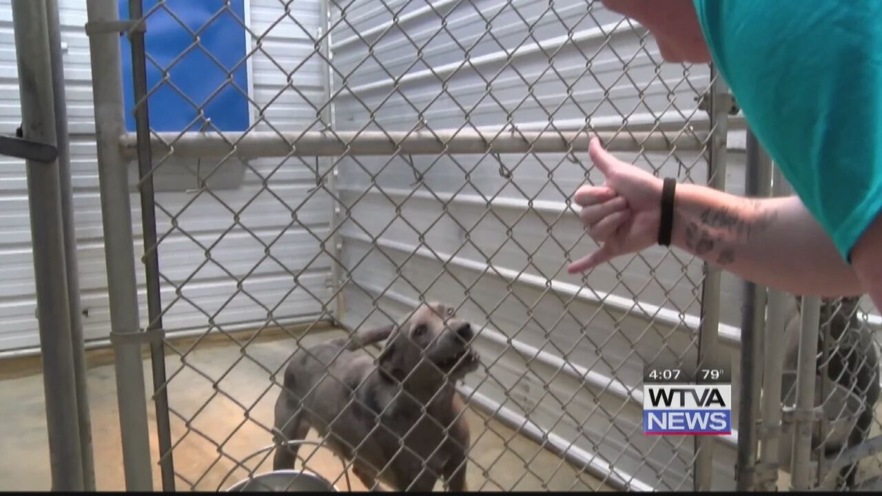 Amory Humane Society In Need Of Volunteers | News | Wtva.com