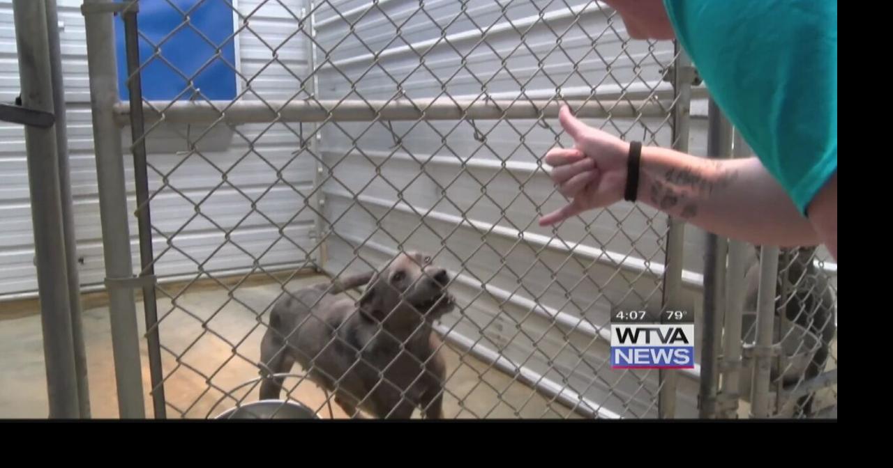 Amory Humane Society in need of volunteers News