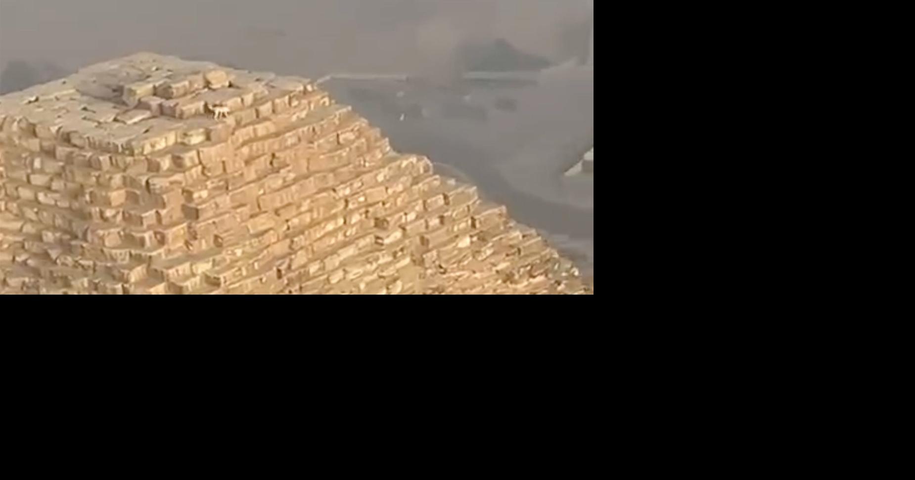 Dog spotted hanging out on top of ancient pyramid in Egypt National