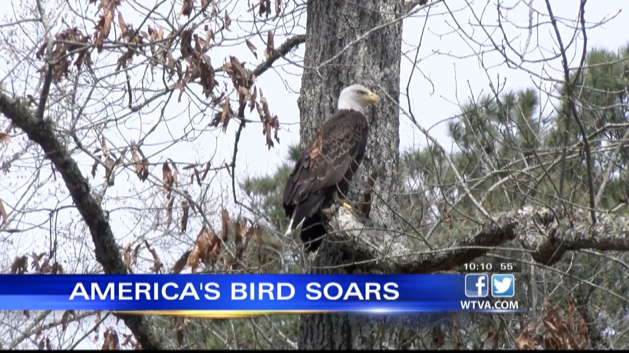 Missouri's efforts to save American Bald Eagle pay off