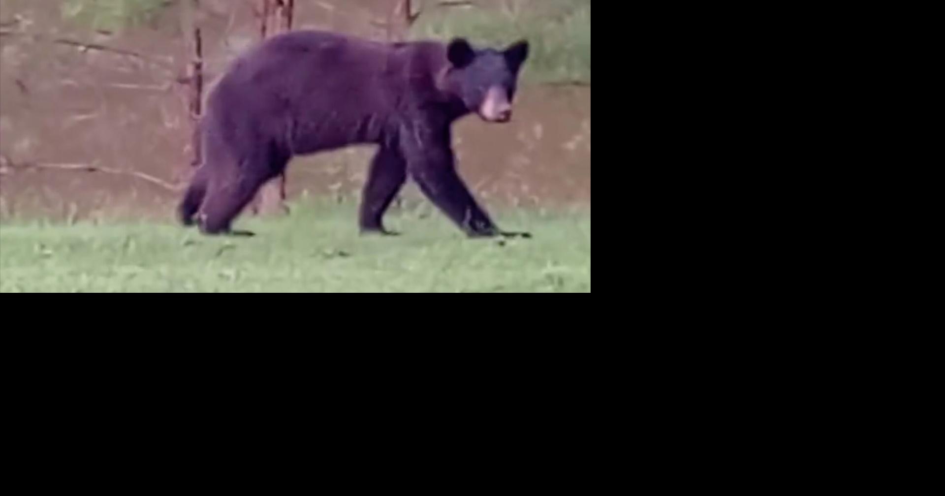 Don’t panic as wildlife officials track black bear’s movement across north Mississippi