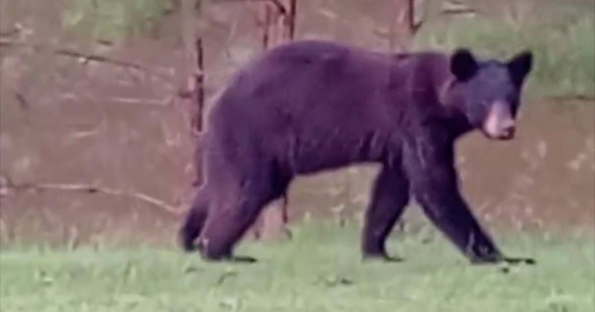 Don’t panic as wildlife officials track black bear’s movement across north Mississippi