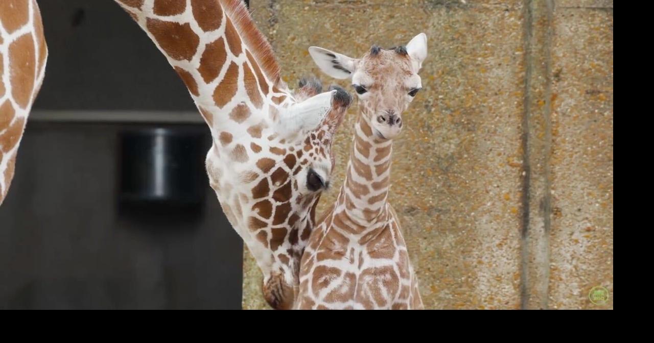 Memphis Zoo welcomes another baby giraffe