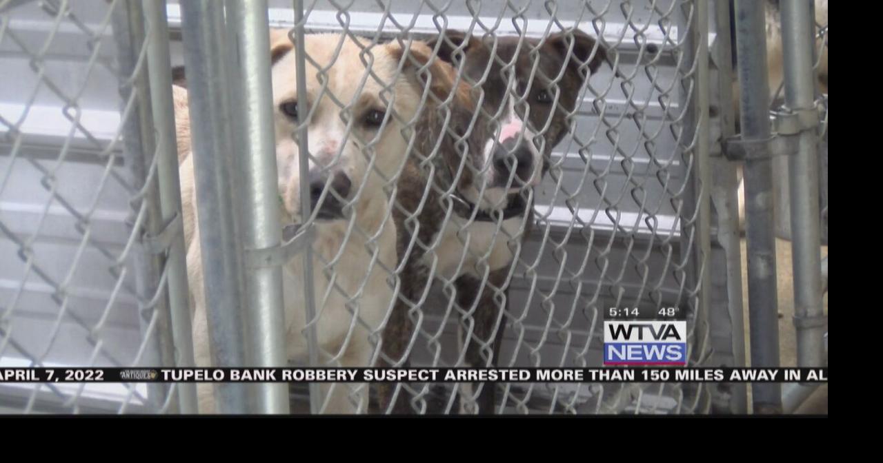 Amory Humane Society has its hands full with cats, dogs, a snake and a