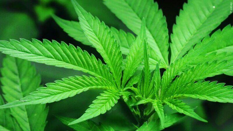 Alabama medical cannabis license dates to stay the same