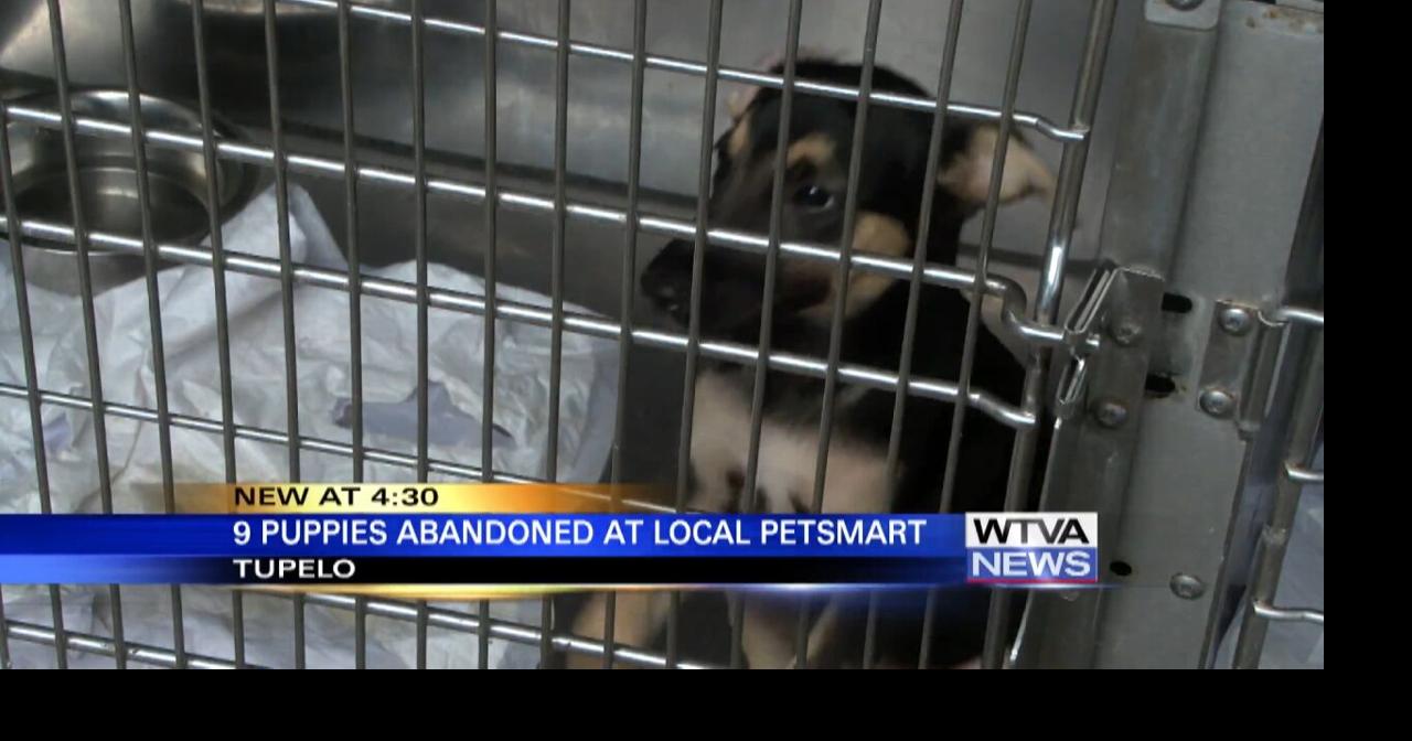 9 puppies OK after someone dumped them behind Tupelo store Video