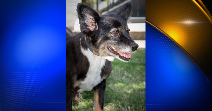 Alabama Governor Kay Ivey mourns the loss of beloved First Dog, Missy | News
