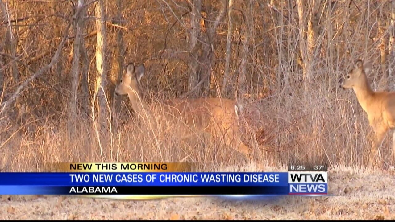 Alabama Confirmed Two New Cases Of Chronic Wasting Disease | Video ...