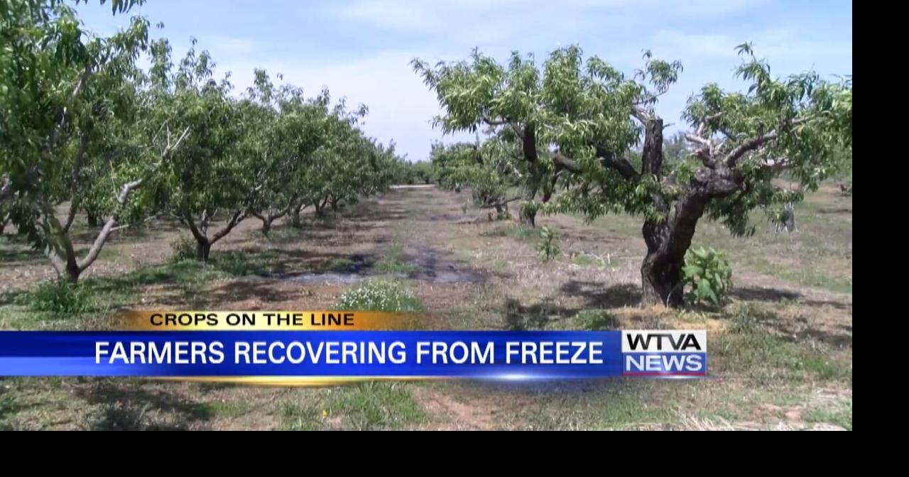 Hard freeze threatens Mississippi's farm industry