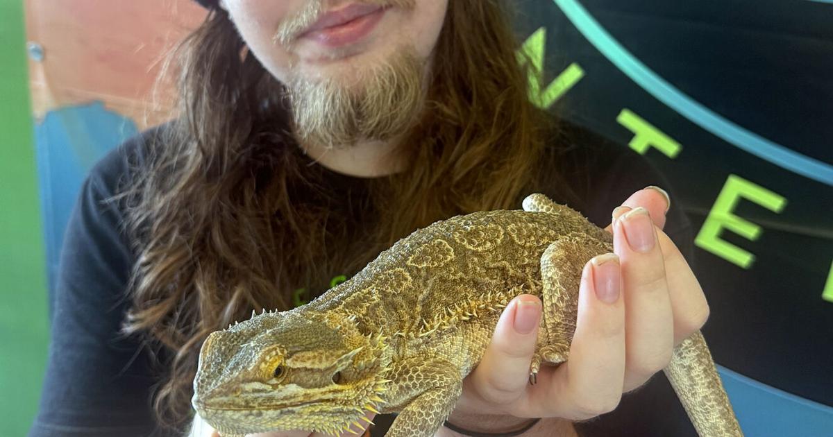 Ivan and bearded lizard
