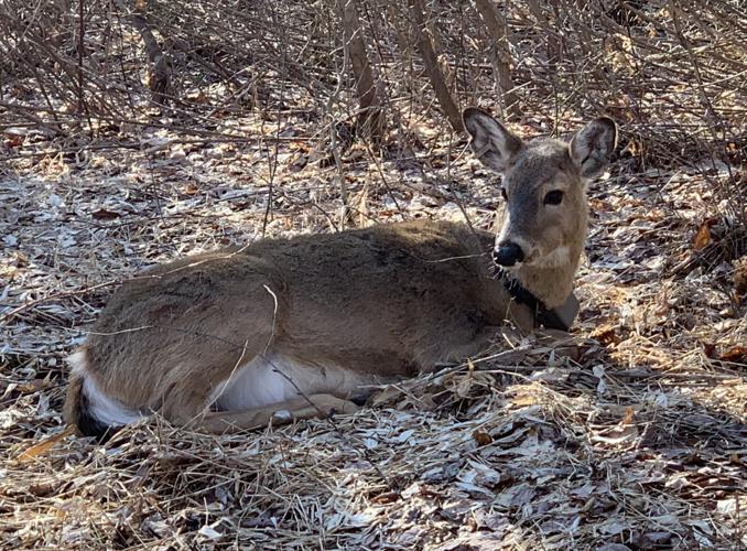 WV DNR embarks on multi-year deer mortality study
