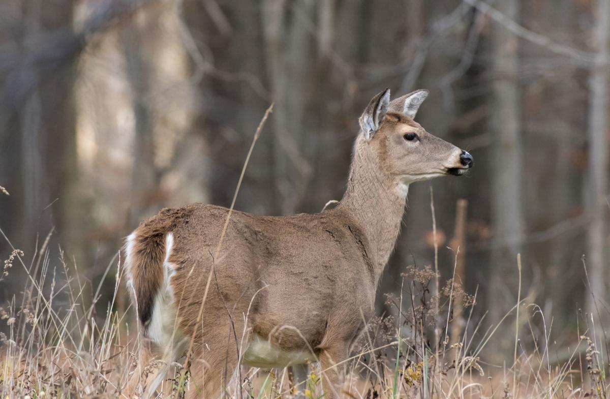 WV DNR proposes longer antlerlessdeer seasons, lower bag limits