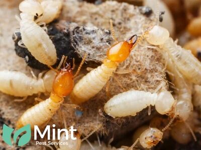 Mint Pest Services Highlights the Importance of Professional Pest ...