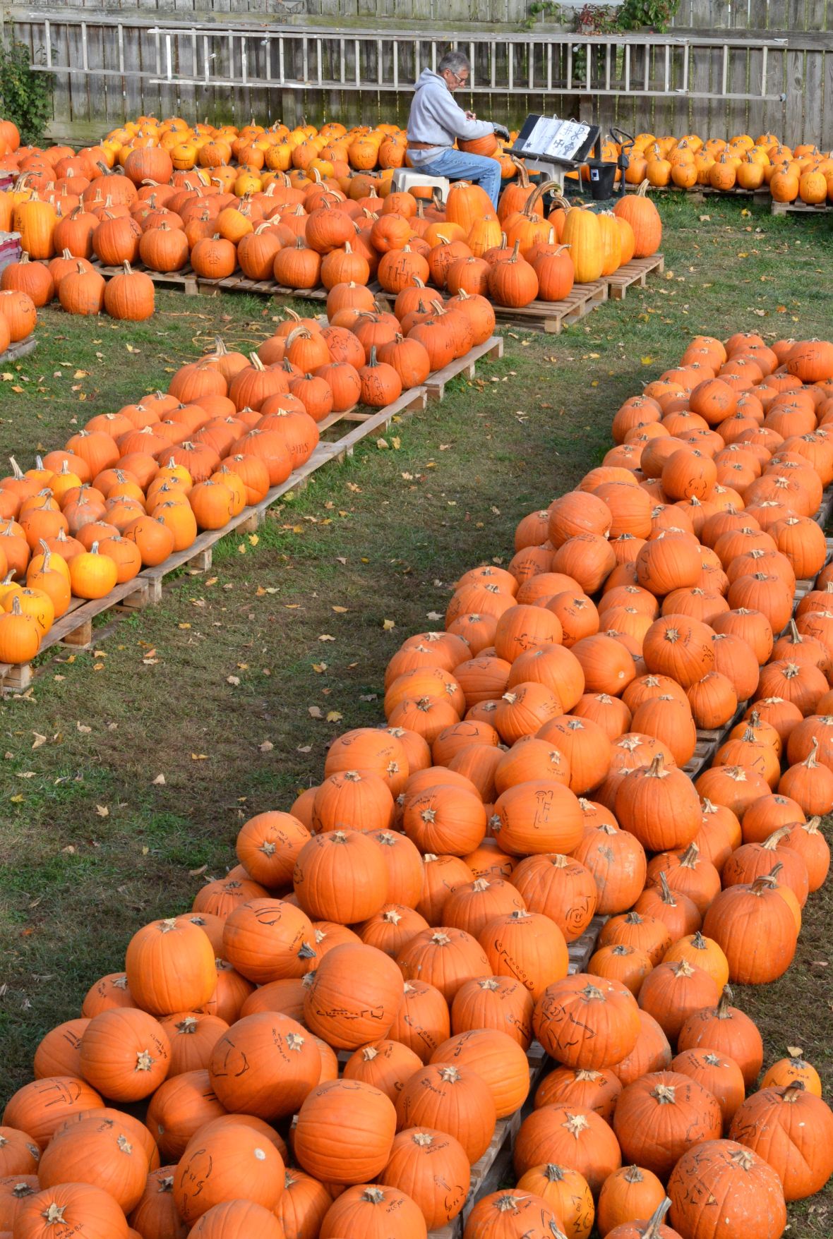 3,000 pumpkins later, Kenova Pumpkin House comes to life Life & Arts